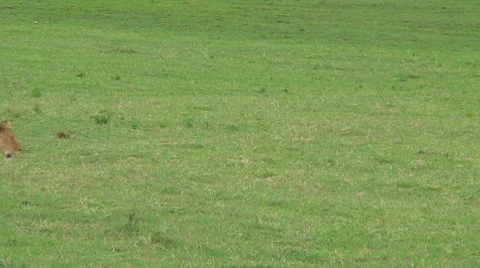 Lion cubs Stock Footage 10753654