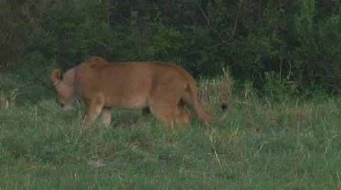 Lion cubs Stock Footage 10753704
