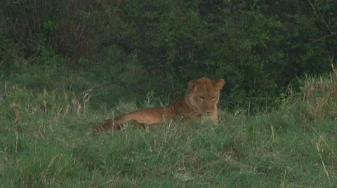 Lion cubs Stock Footage 10753718