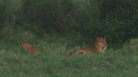 Lion cubs Stock Footage 10753738