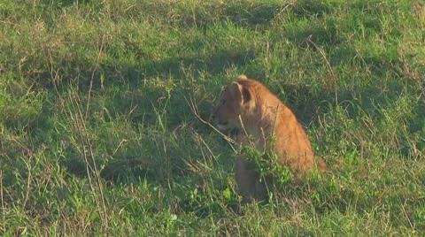 Lion cubs Stock Footage 10756902