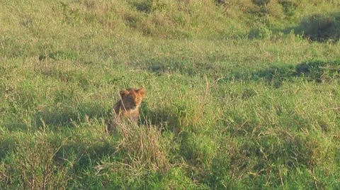 Lion cubs Stock Footage 10756937