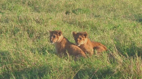 Lion cubs Stock Footage 10756965