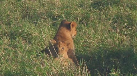 Lion cubs Stock Footage 10756975