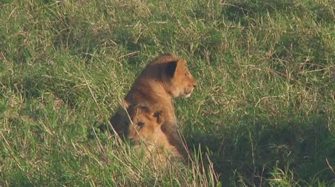 Lion cubs Stock Footage 10756981