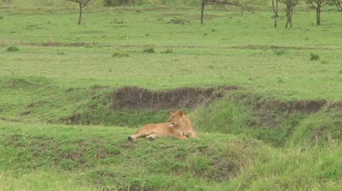Lion cubs Stock Footage 10757020
