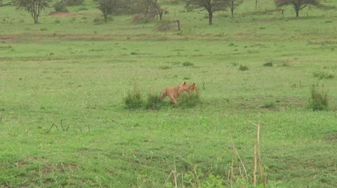 Lion cubs Stock Footage 10757036