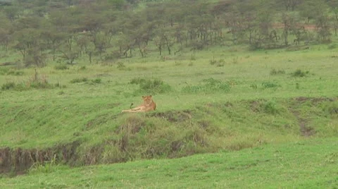 Lion cubs Stock Footage 10757039
