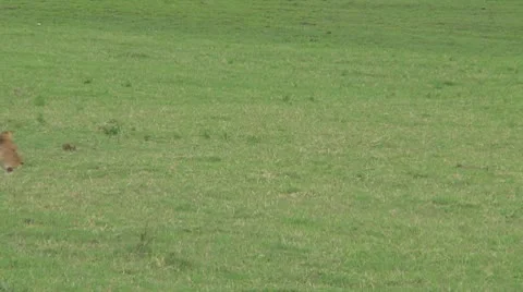 Lion cubs Stock Footage 10757043