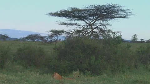 Lion cubs Stock Footage 10757054