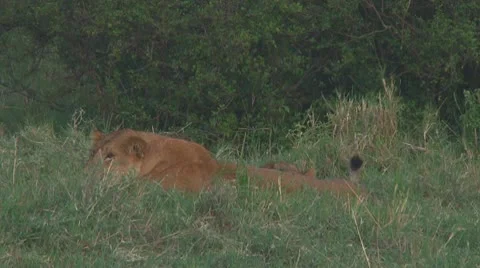 Lion cubs Stock Footage 10757058