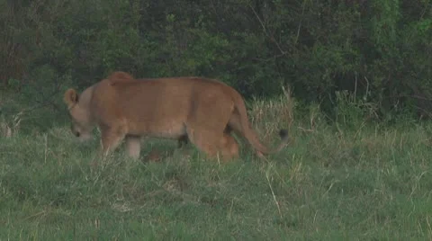 Lion cubs Stock Footage 10757062