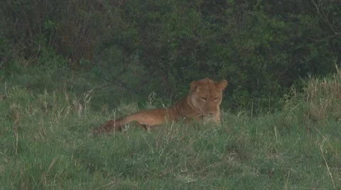 Lion cubs Stock Footage 10757066
