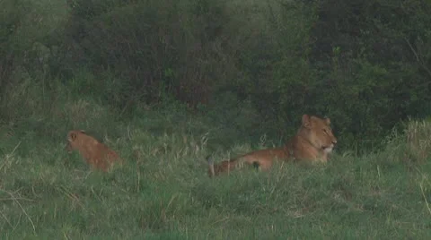 Lion cubs Stock Footage 10757073