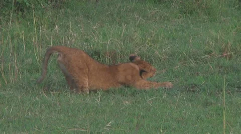 Lion cubs Stock Footage 10757084