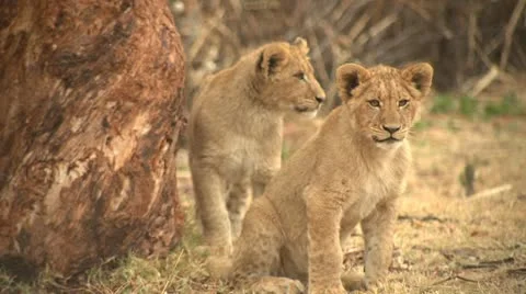 Lion cubs Stock Footage 10989415