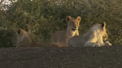 Lion cubs Stock Footage 12653150