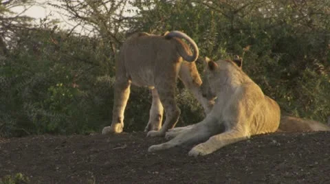 Lion cubs Stock Footage 12653210