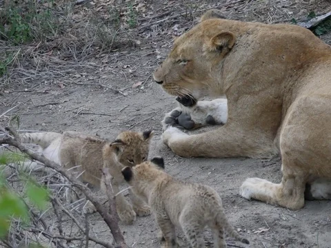 Lion with cubs Stock Footage 76492492