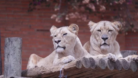 Lion cubs Video stock 110989444