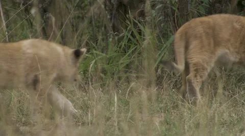 Lion cubs in grass, biting on stick, playing Stock Footage 12654151