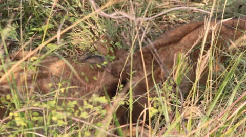 Lion Cubs Grooming 2 Stock Footage 25672265