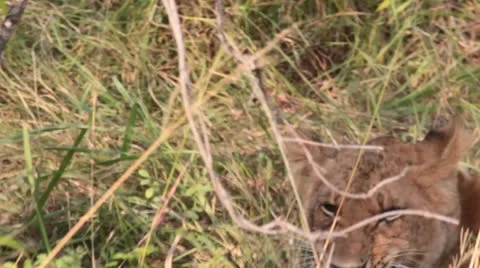 Lion Cubs Grooming Stock Footage 25672730