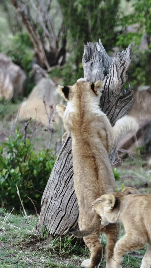 Lion Cubs Having Fun and Playing Near a Tree in Kenya Stock Footage 323377887