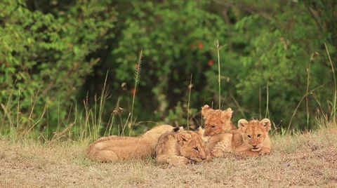 Lion Cubs Huddle Stock Footage 40481025