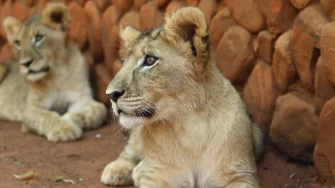 Lion Cubs Laying Down | Cute Baby Lions Stock Footage 169724718