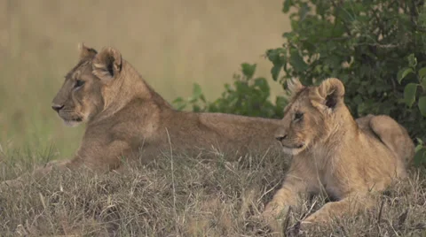Lion cubs lying on the ground Stock Footage 33546231