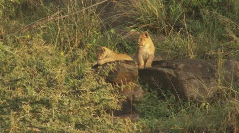 Lion cubs lying in the sun Stock Footage 12645259