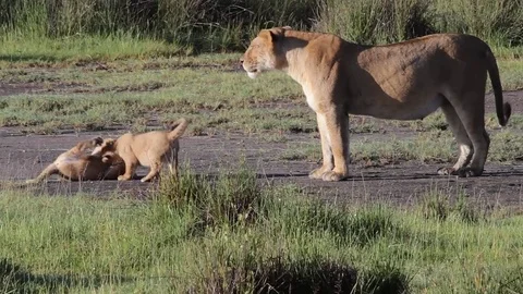 Lion' cubs with mom are playing in Serengeti Video stock 71170632