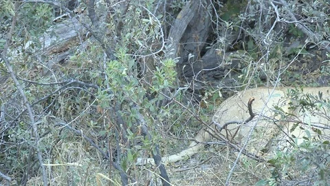 Lion cubs with mother Stock Footage 106365877