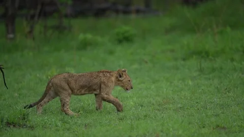 Lion cubs with mother playing. Small lions in family, Khwai river in Moremi, Bot Stock-Footage 223372882