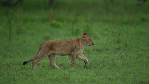 Lion cubs with mother playing. Small lions in family, Khwai river in Moremi, Bot Stock Footage 223372935