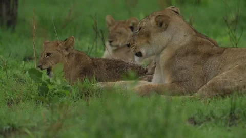 Lion cubs with mother playing. Small lions in family, Khwai river in Moremi, Bot 库存影片 223373111