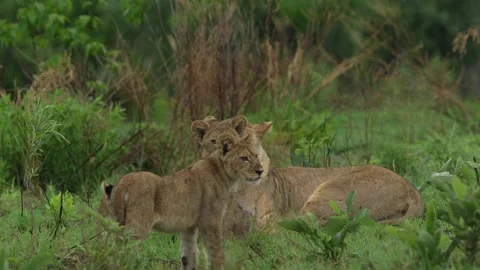 Lion cubs with mother playing. Small lions in family, Khwai river in Moremi, Bot Stock Footage 223373493