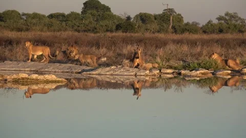 Lion cubs move left as two keep wrestling by waterhole Part 12 Stock Footage 322064154