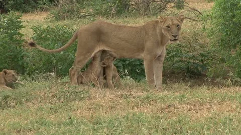 LION CUBS NURSING Video stock 21242338