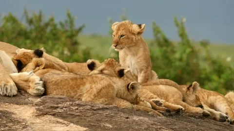 Lion cubs nursing Stock Footage 167667289