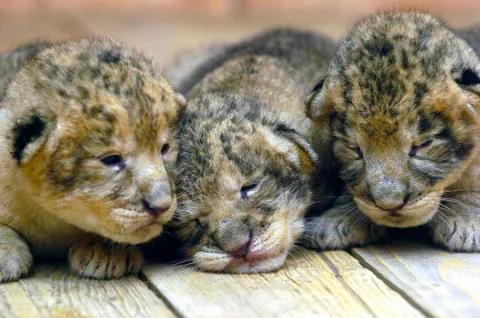 Lion cubs Stock Photos