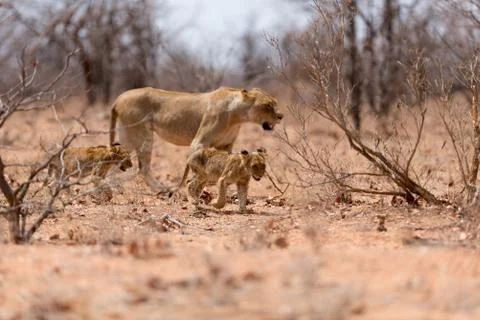 Lion with cubs Stock Photos