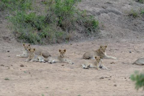 Lion with cubs 스톡 사진