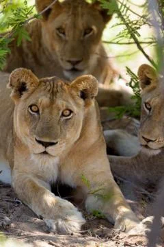 Lion with cubs 스톡 사진