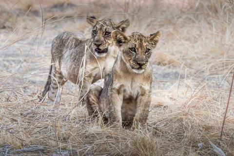 Lion cubs Stock Photos