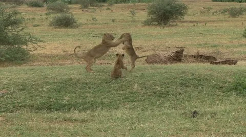 LION CUBS AT PLAY 動画素材 19380247
