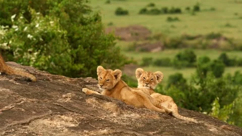 Lion cubs play Stock Footage 167667266