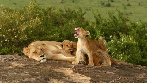 Lion cubs play Stock Footage 167667273