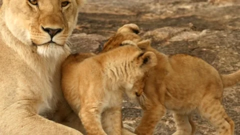 Lion cubs play Stock Footage 167667280